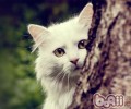 找出不运用猫砂盆的首恶