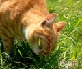 猫科动物常见吐逆行为剖析