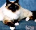 关于波曼猫毛色的美丽传说