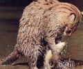 捕鱼高手——渔猫