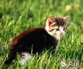 我的猫咪是头奶牛
