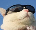 猫咪眼睛的日常护理