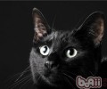 猫咪的眼睛分得清色彩吗？