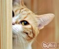 怎么回绝猫咪的乞食