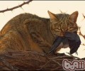 带您了解猫咪的天分