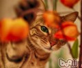 给猫咪剪指甲是个技术活
