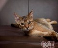 为伙伴整理毛发的猫咪