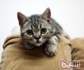 猫咪为什么会失掉它们的家