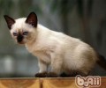 怎么让猫咪更快地承受新房子