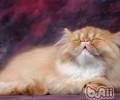 何时该向猫咪道别
