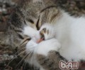 猫咪不出门就不会抱病吗？