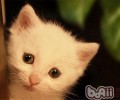猫咪不运用猫砂盆的暗示