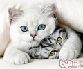 猫咪吃巧克力损害大