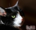 教你怎么根绝买到“星期猫”