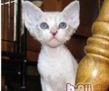 卷毛猫独有的特性魅力