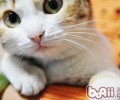 告知你养猫的十个优点