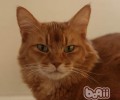 怎么给索马里猫洗澡