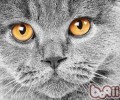 猫咪的眼睛——透视漆黑的才能