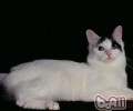 猫砂盆放在哪里最好