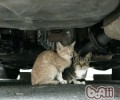 冬季当咱们看见初生漂泊猫
