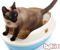 猫用砂子掩盖排泄物是为了维护自己