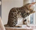 猫咪清洁中简单被疏忽的细节