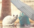 暂时寄养漂泊猫要注意什么