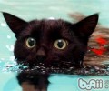 猫很怕洗澡、下雨和水的原因