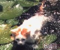 爱游水的猫——土耳其梵科迪斯猫简介
