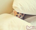给猫咪洗澡太勤有损伤