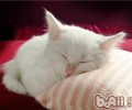 猫咪是否也会做梦