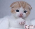 怎么改动猫咪昼伏夜出的习气
