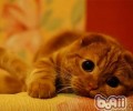 怎么防止猫咪单独在家时搞破坏