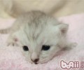 猫咪洗澡后怎么吹干？
