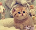 幼猫应该吃什么样的猫粮？