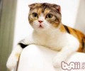 猫咪为什么不爱吃东西了