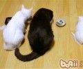 慎重：鸡肝会形成猫咪缺钙
