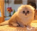 猫咪最佳睡觉场所的挑选规范