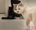 怎么正确的给猫咪剪毛