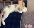 猫咪睡觉姿态大揭秘