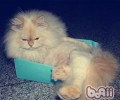 怎么查看自家猫咪的身体健康
