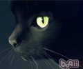 猫为什么是夜视高手