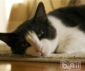 猫咪美容需求的常见用品