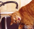 猫咪洗发液运用的注意事项