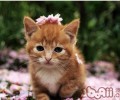 让猫咪远离家中风险植物