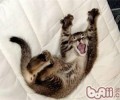 猫咪睡醒后为什么会打呵欠