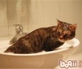常见的猫咪洗发液有哪些