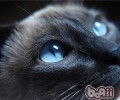 猫咪的视觉究竟是怎样的？