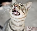 猫一切的叫声都有其意义地点