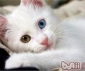 猫咪身上的毛团怎样解开